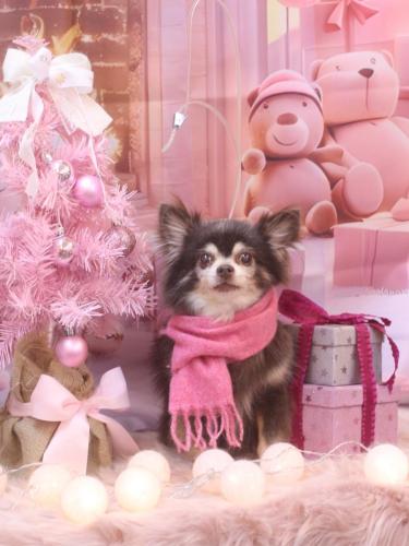 20241220チップくん